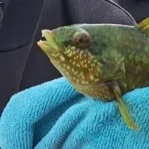 Blue-throated wrasse caught on Fishbrain