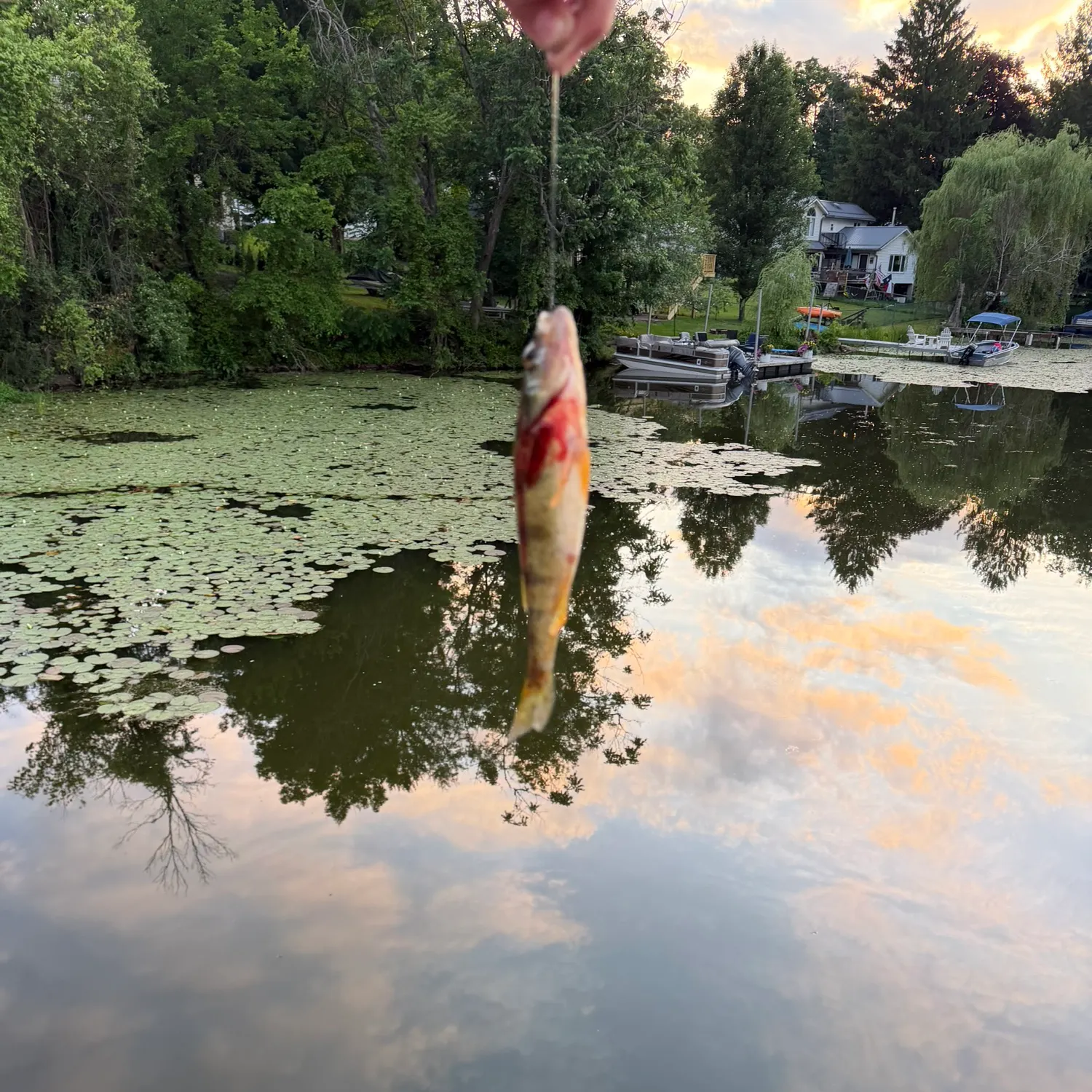 The most recent Common logperch catches on Fishbrain
