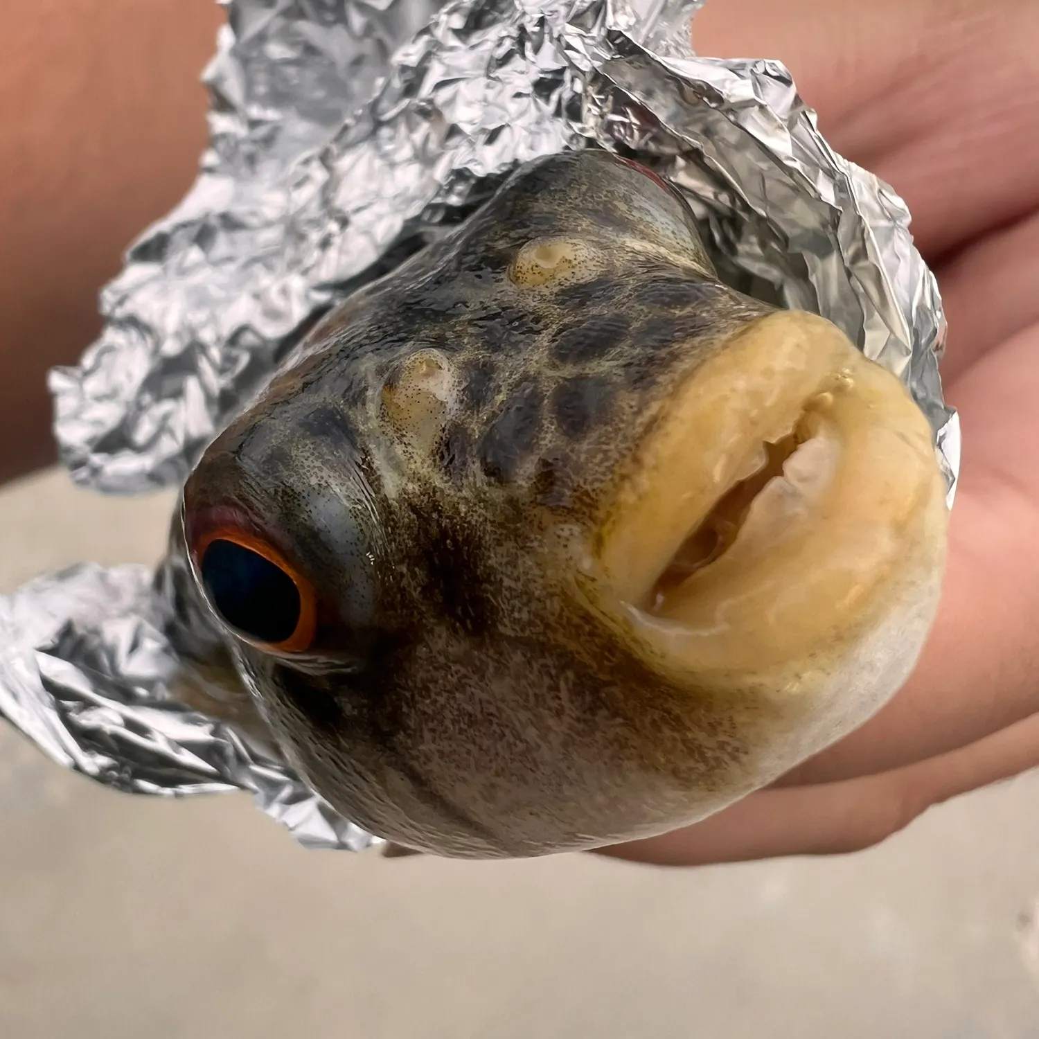 The most recent Smooth toadfish catches on Fishbrain