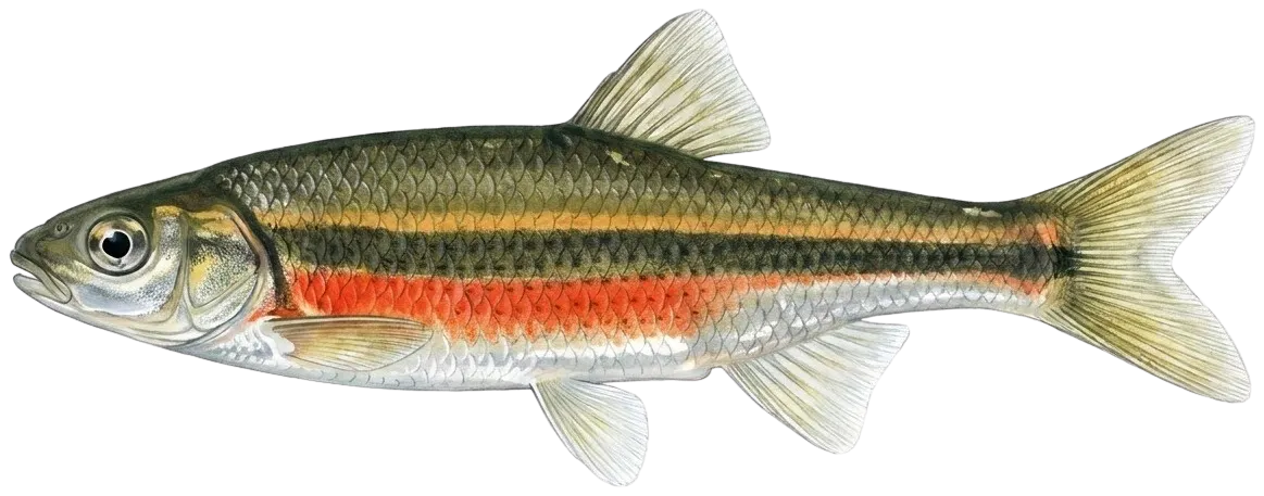 Redside shiner
