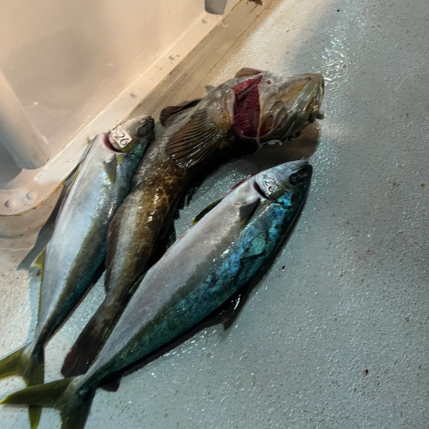 The most recent California yellowtail amberjack catches on Fishbrain