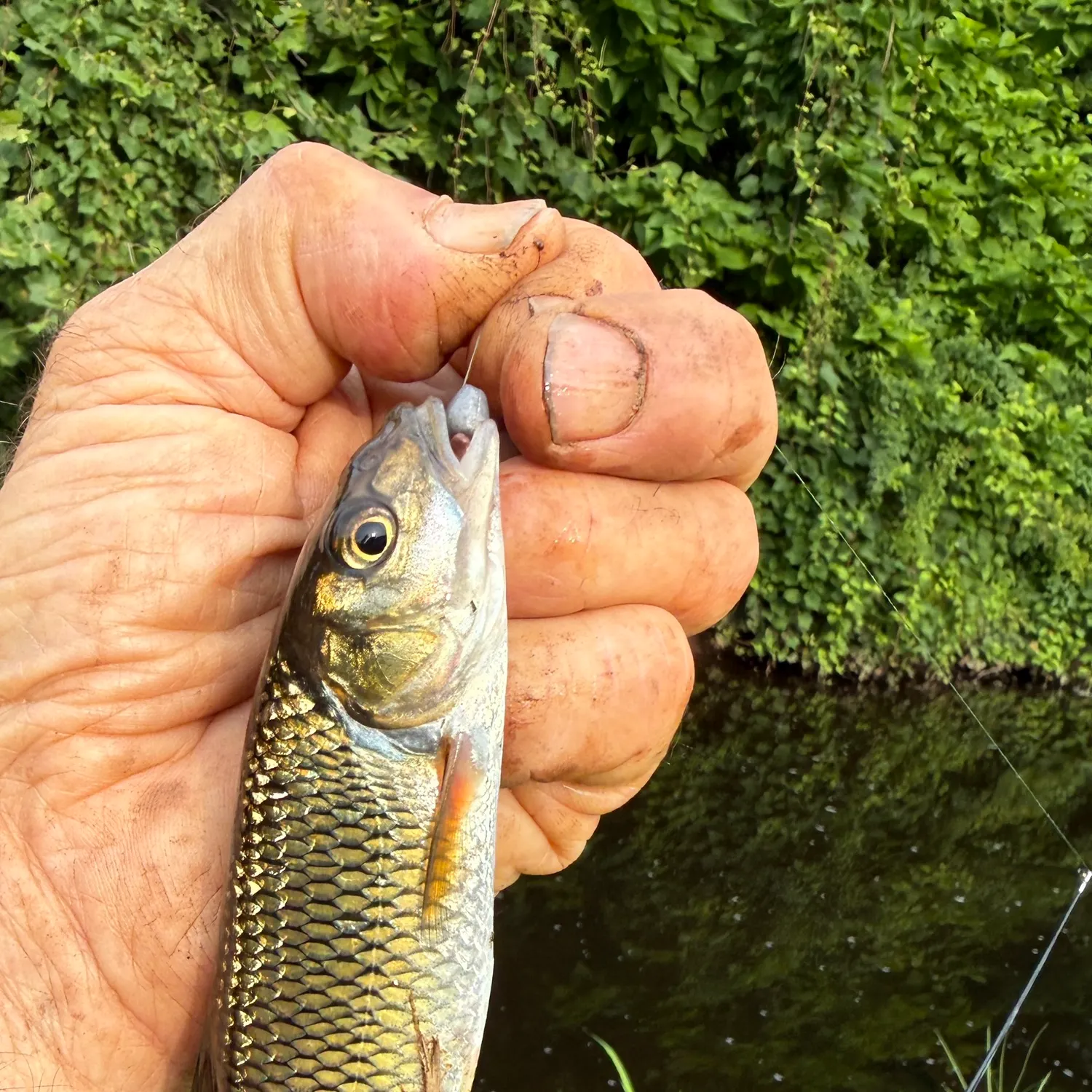 catch