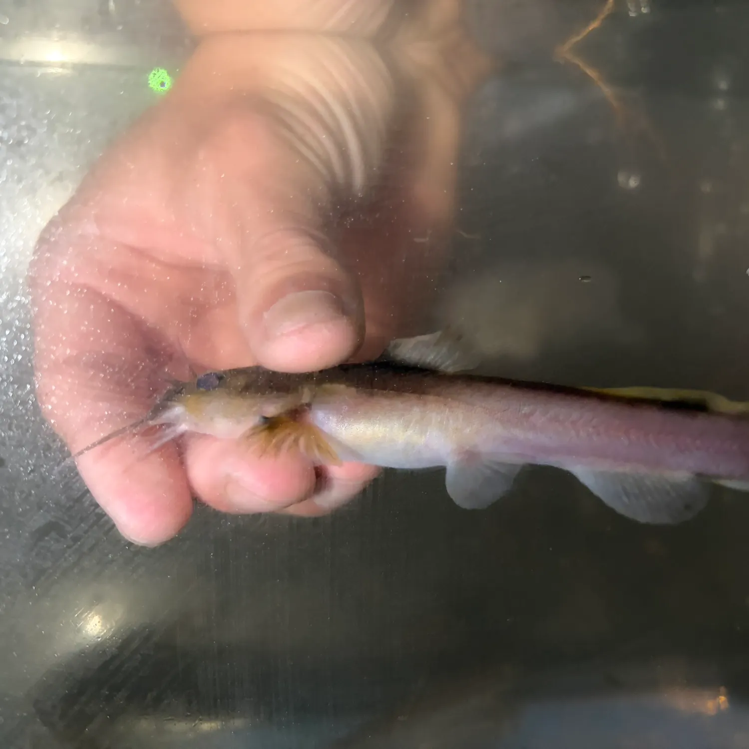 The most recent Stonecat catches on Fishbrain