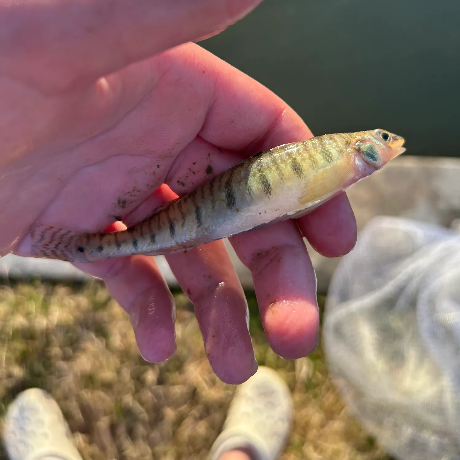 The most recent Common logperch catches on Fishbrain