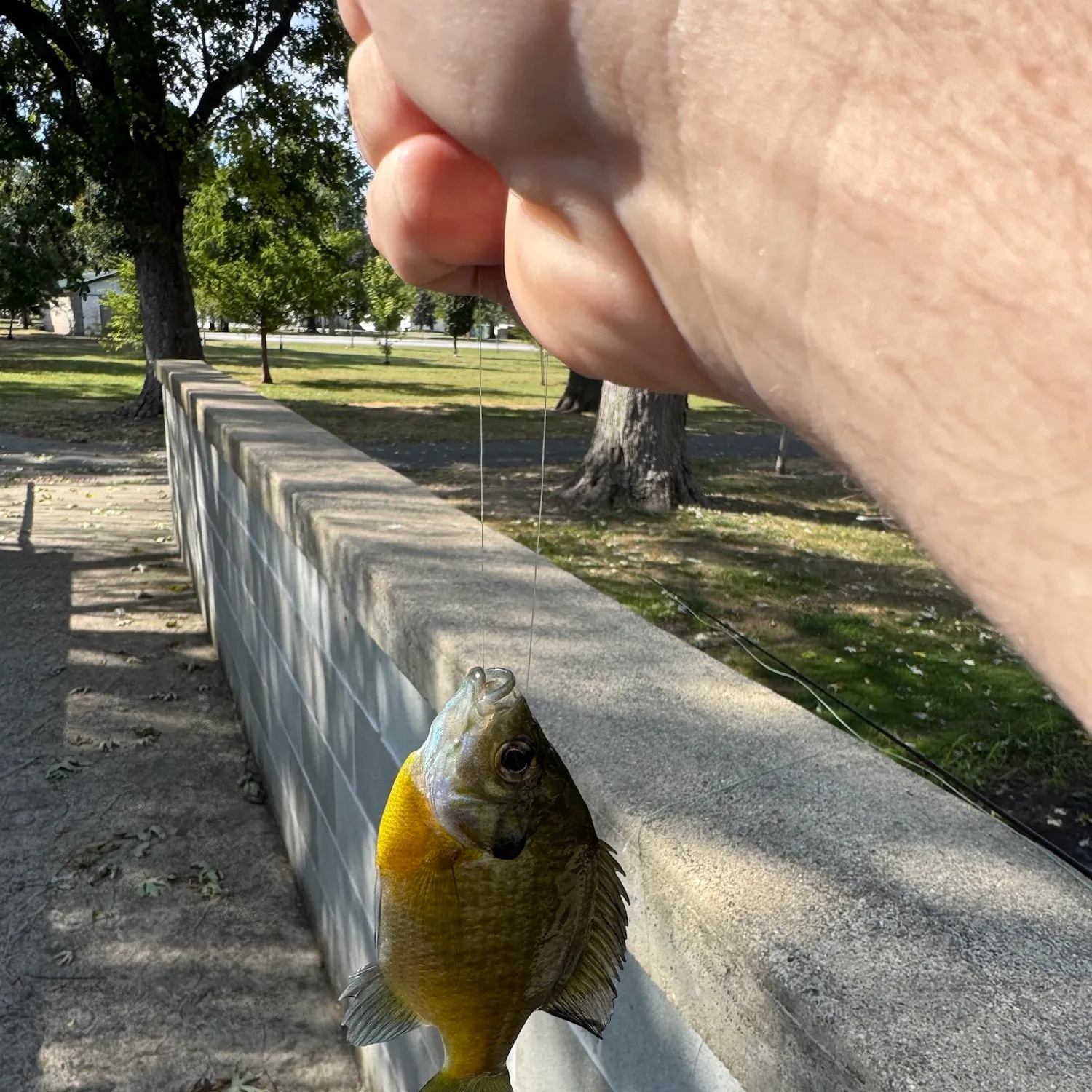 Bluegill caught on Fishbrain