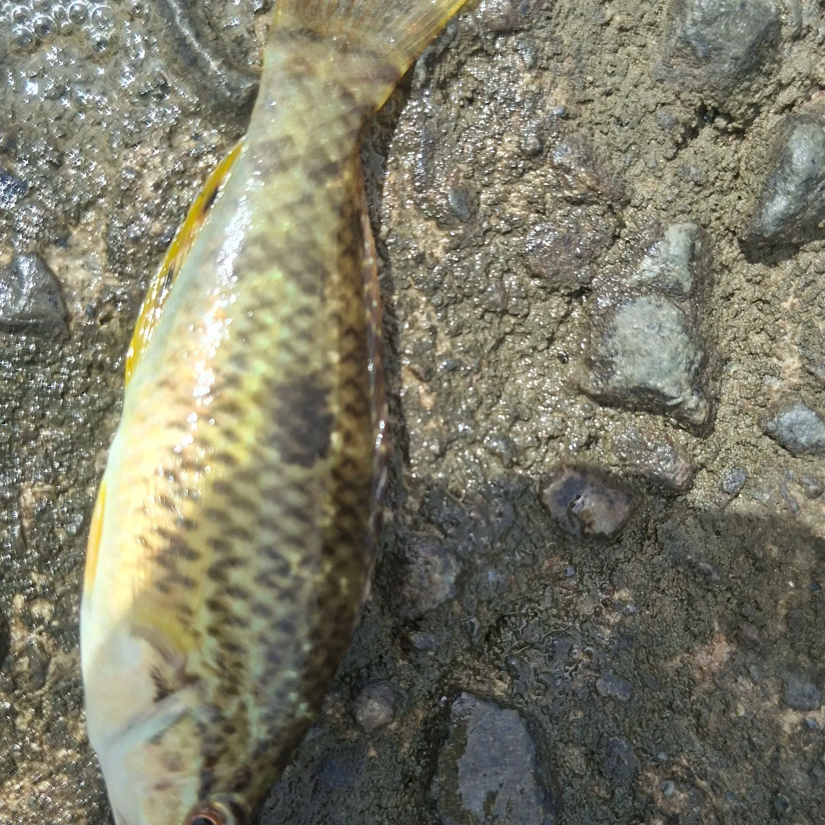 The most recent Spotty wrasse catches on Fishbrain