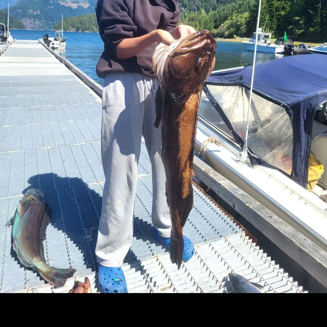 Lingcod caught on Fishbrain