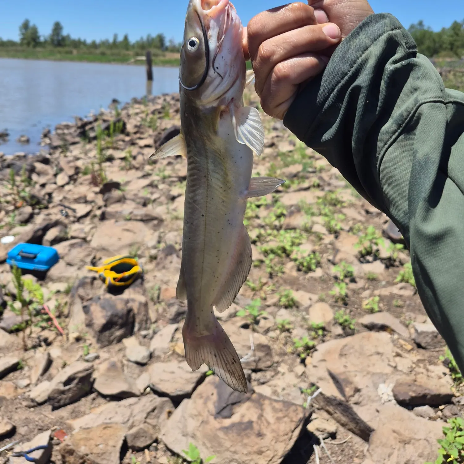 catch