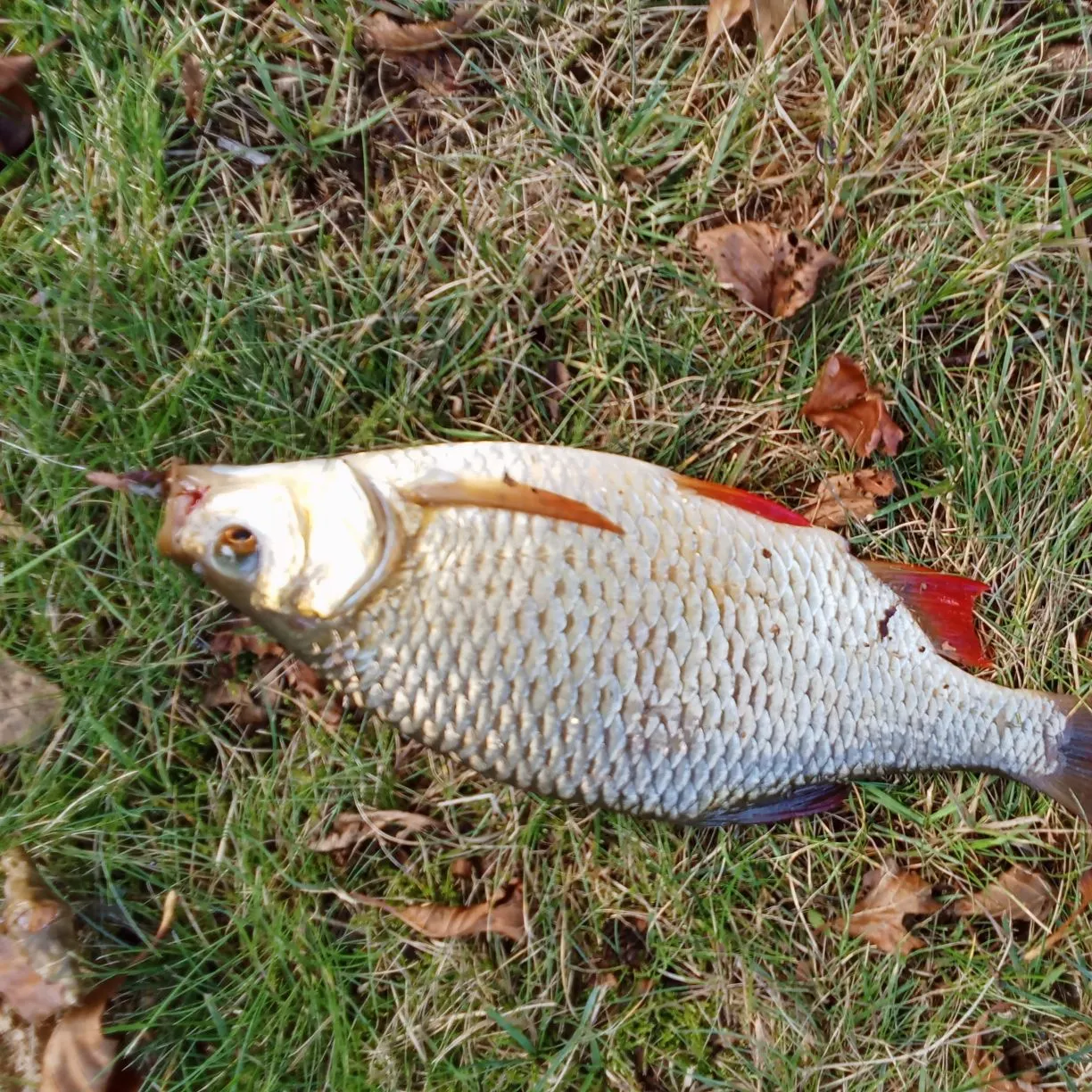 Common rudd caught on Fishbrain
