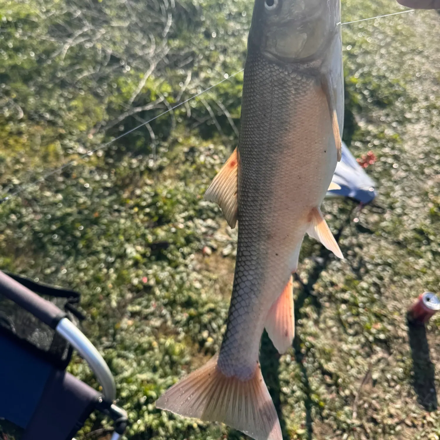 The most recent Sacramento sucker catches on Fishbrain