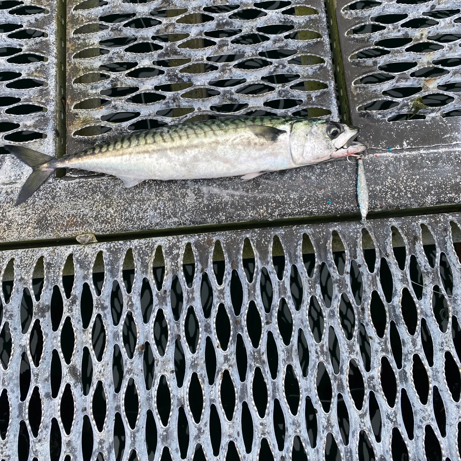 Fish caught on Fishbrain