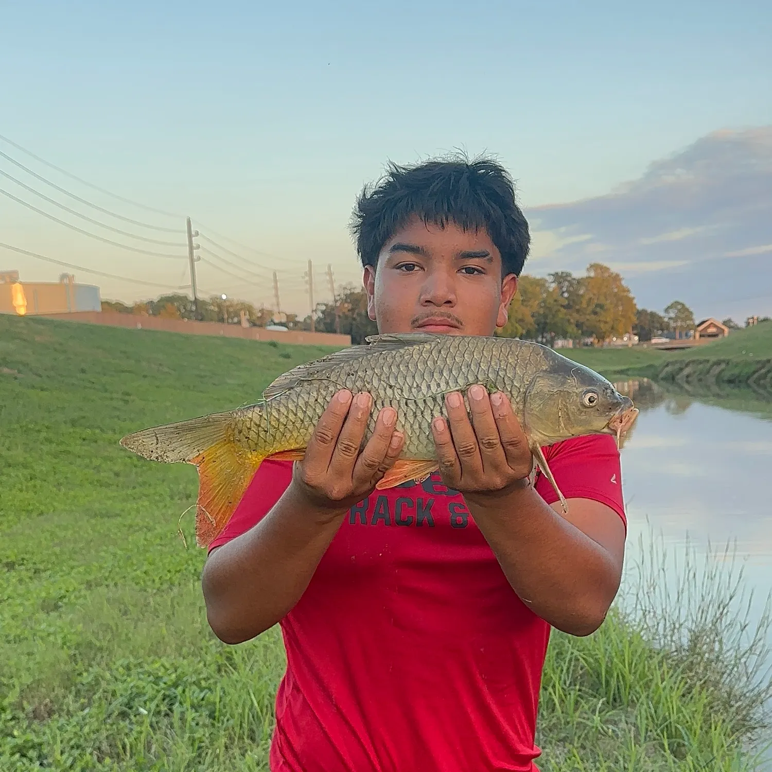 Common carp caught on Fishbrain
