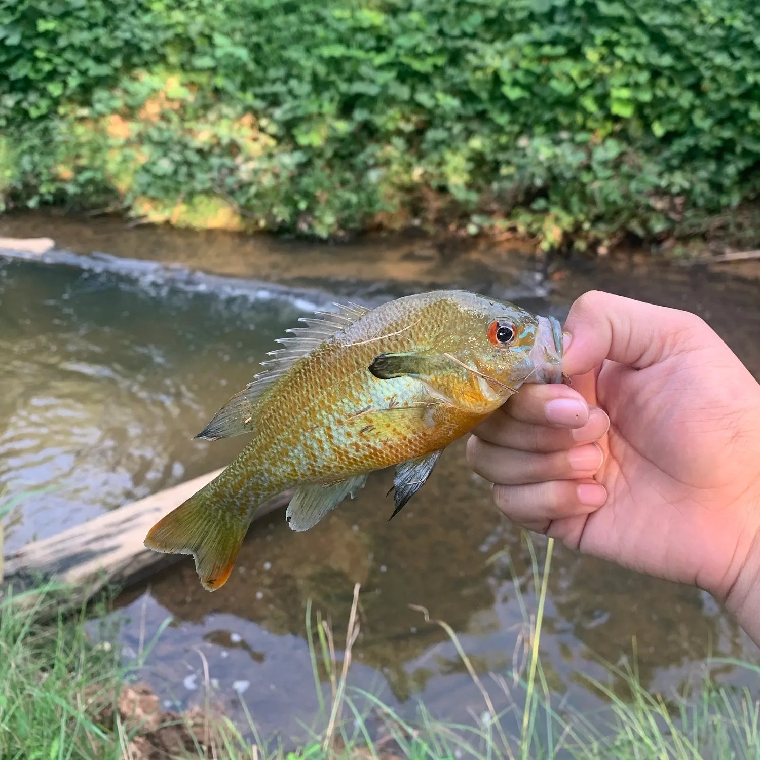 Bluegill caught on Fishbrain