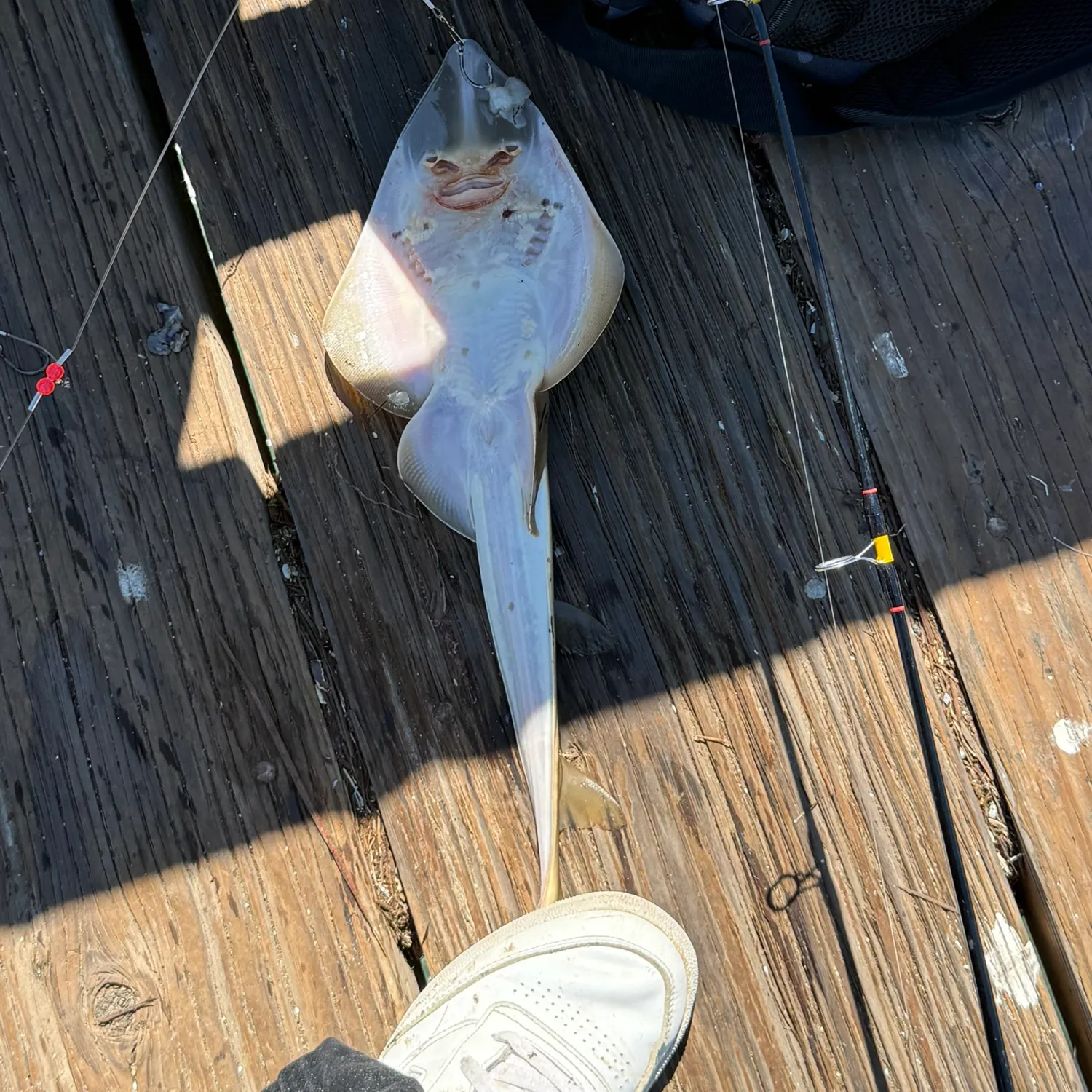 Pacific shovelnose guitarfish caught on Fishbrain