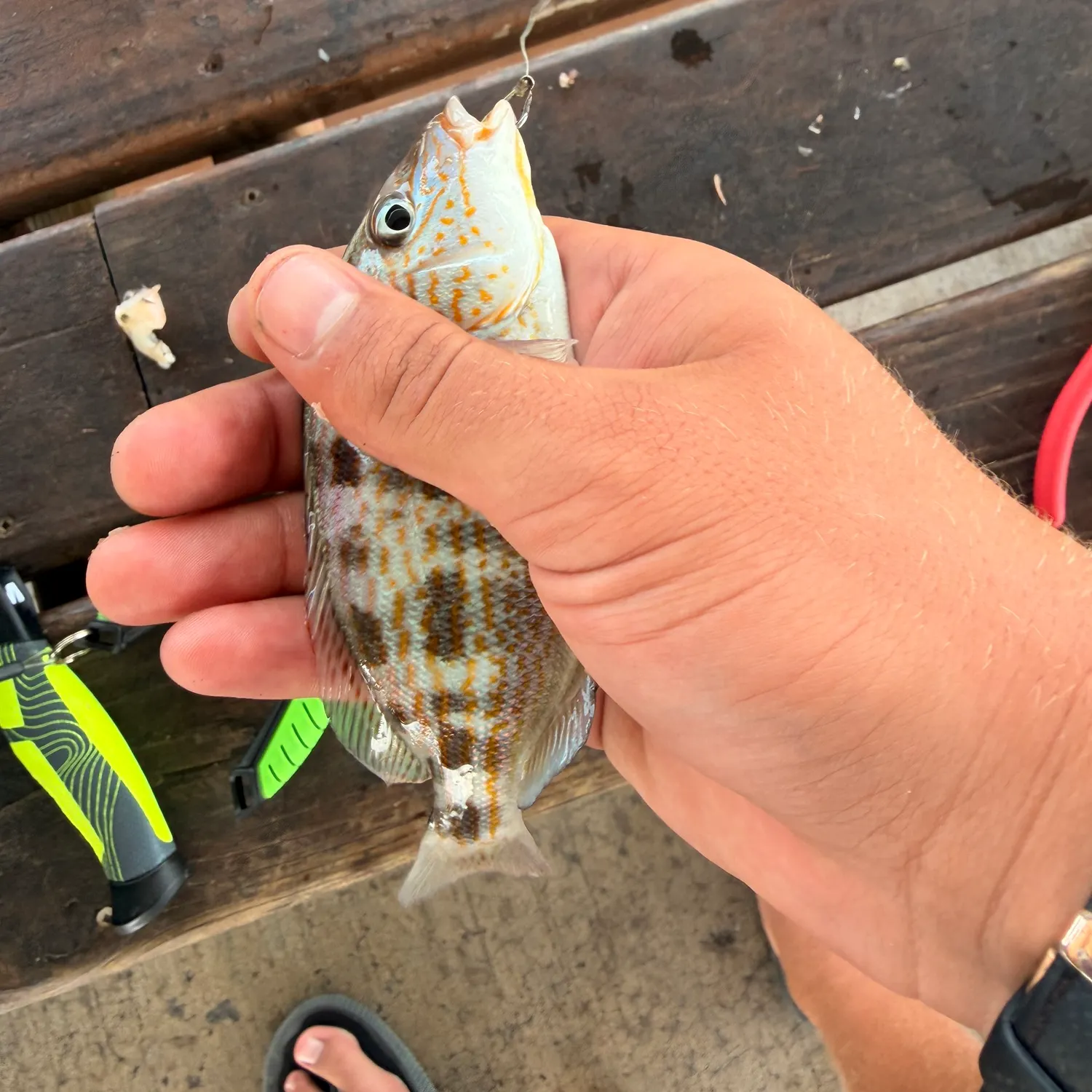 recently logged catches