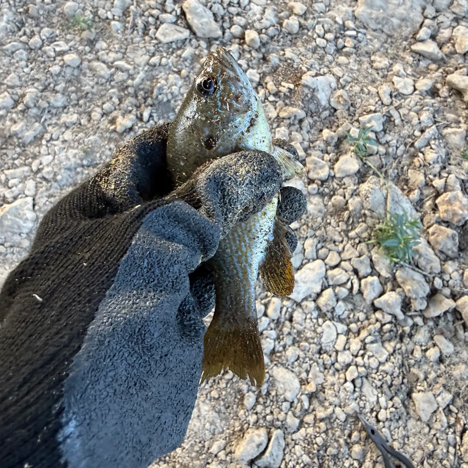 Green sunfish caught on Fishbrain