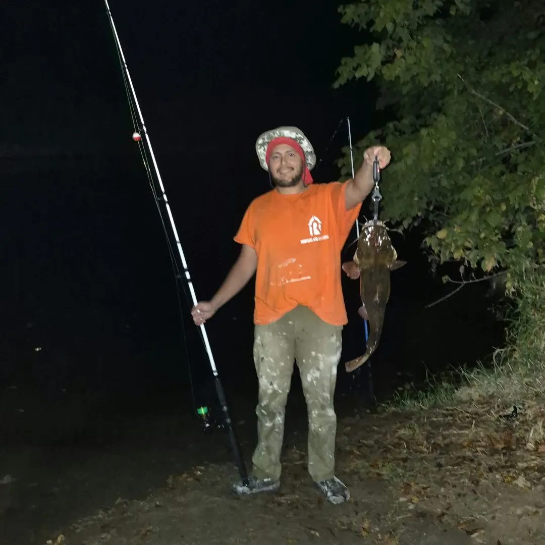 Flathead catfish caught on Fishbrain
