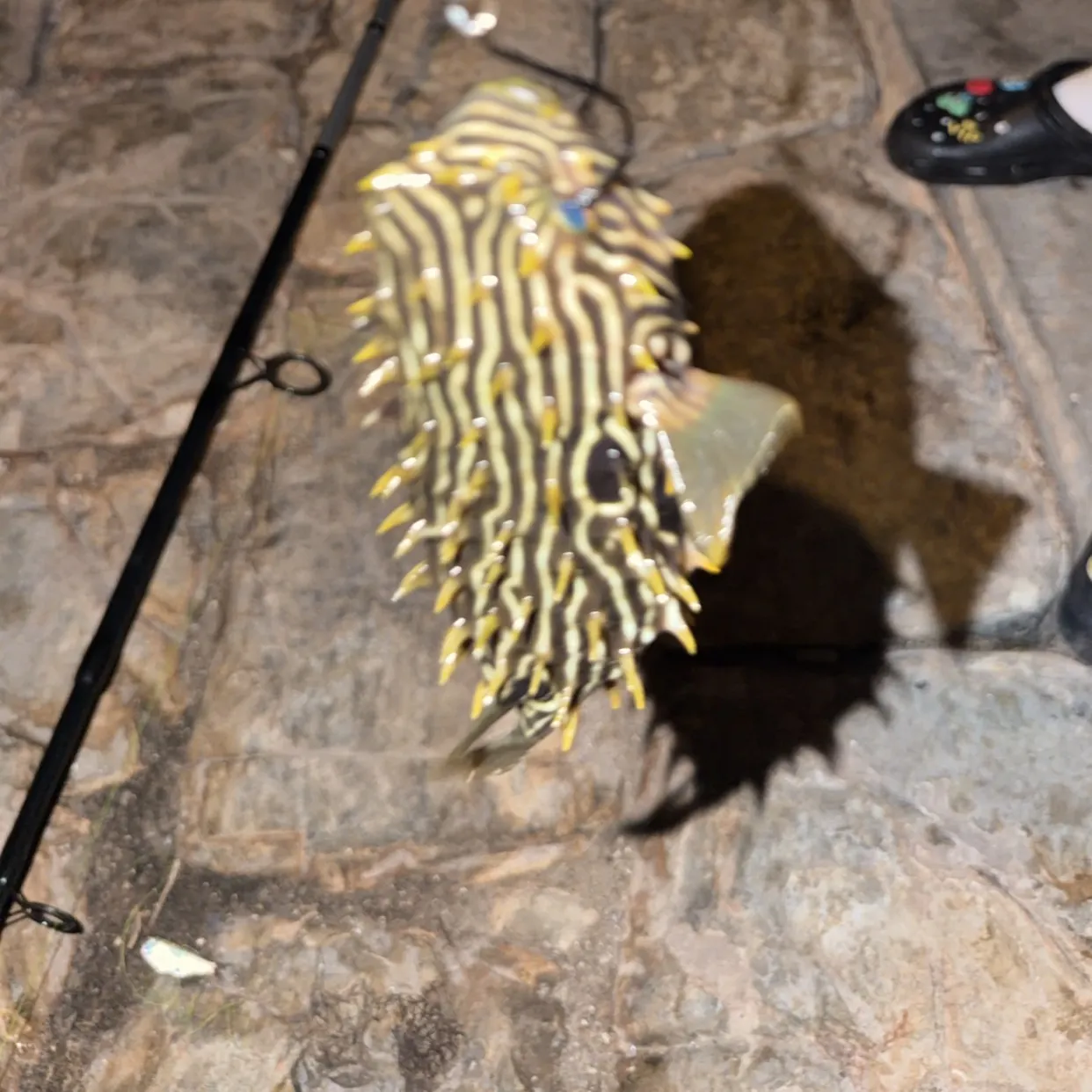 The most recent Striped burrfish catches on Fishbrain