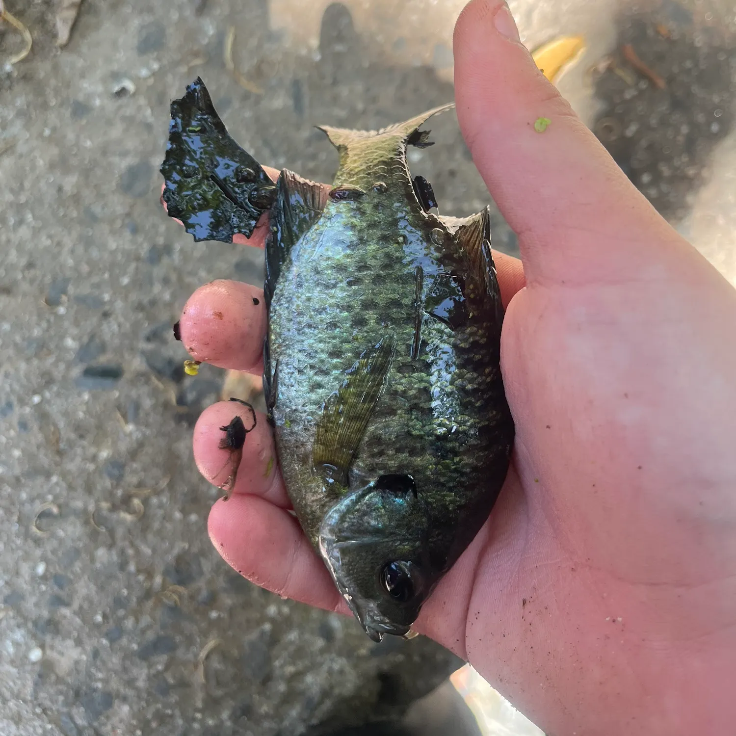 catch