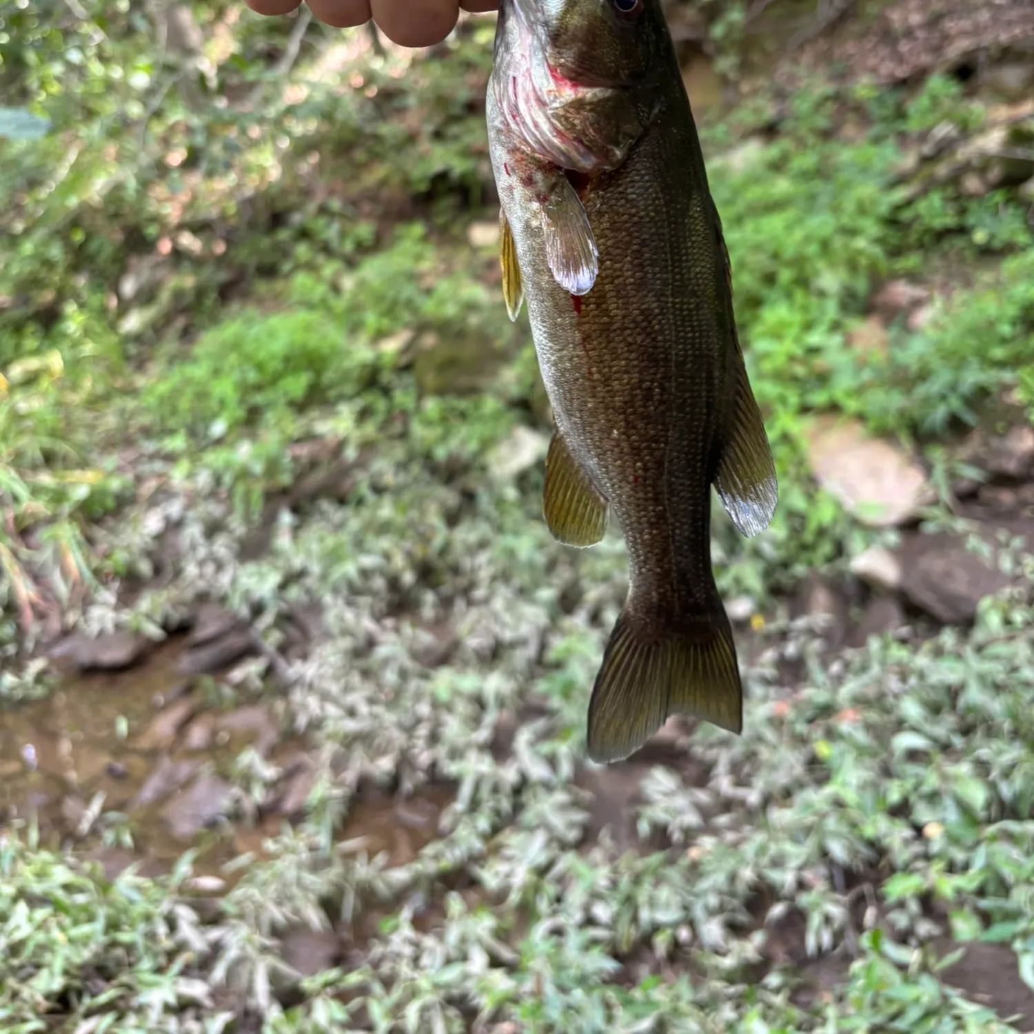Smallmouth bass caught on Fishbrain