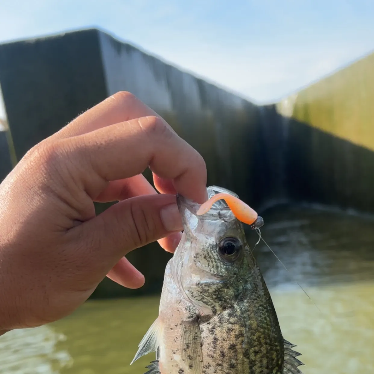 Black crappie caught on Fishbrain
