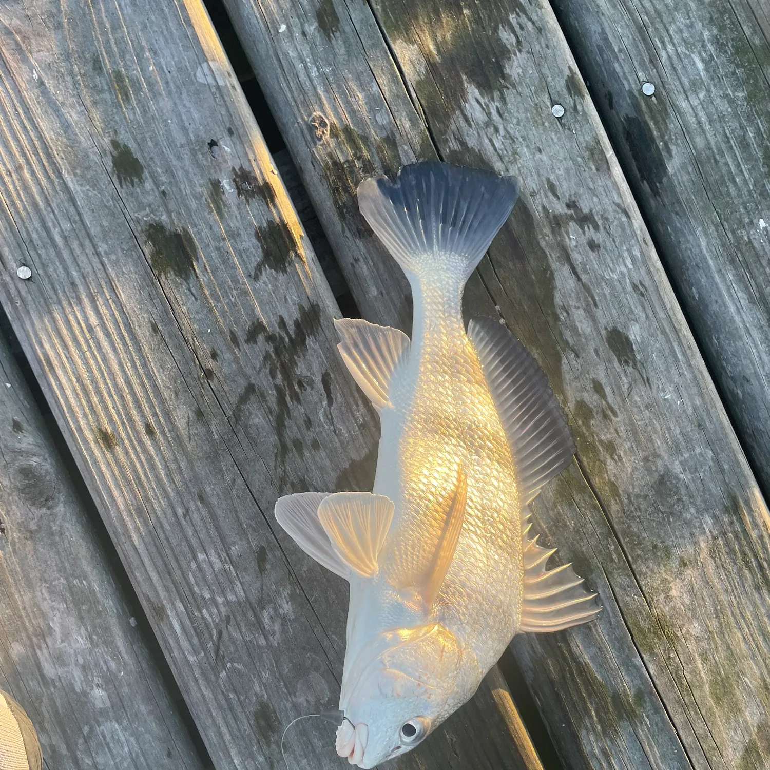 The most recent Black drum catches on Fishbrain