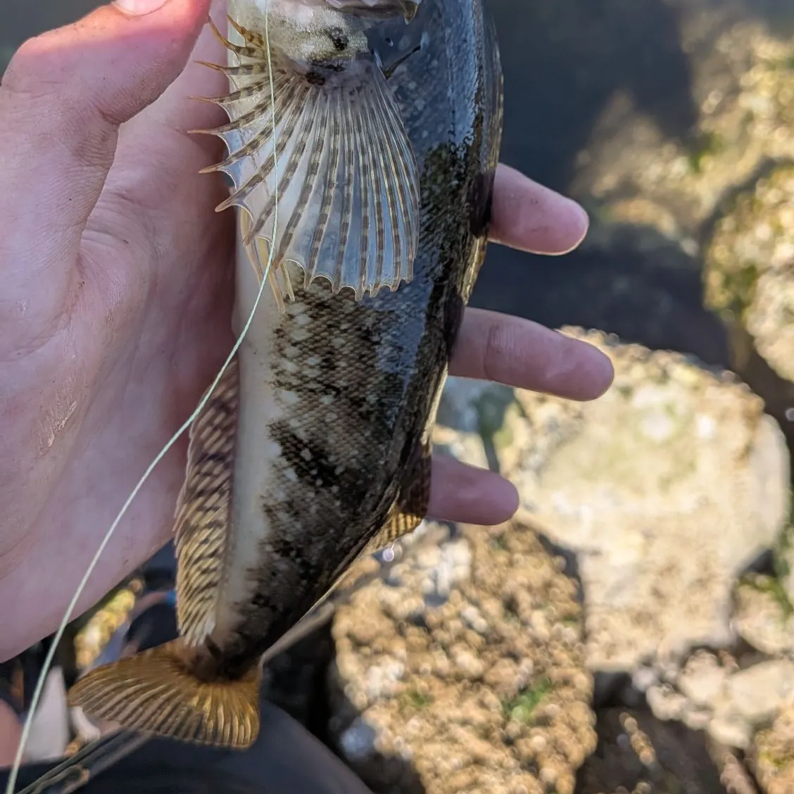 The most recent Whitespotted greenling catches on Fishbrain