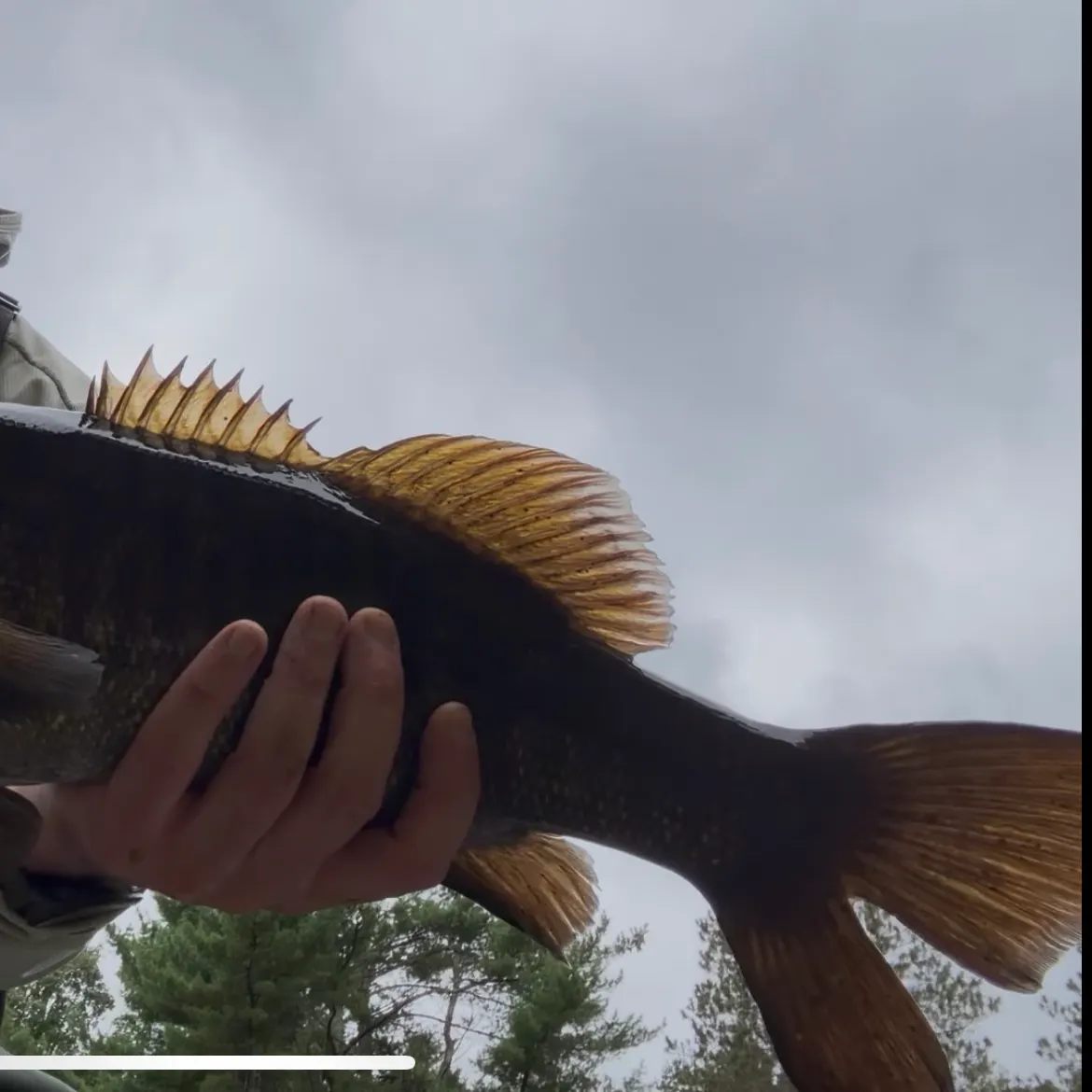 Smallmouth bass caught on Fishbrain