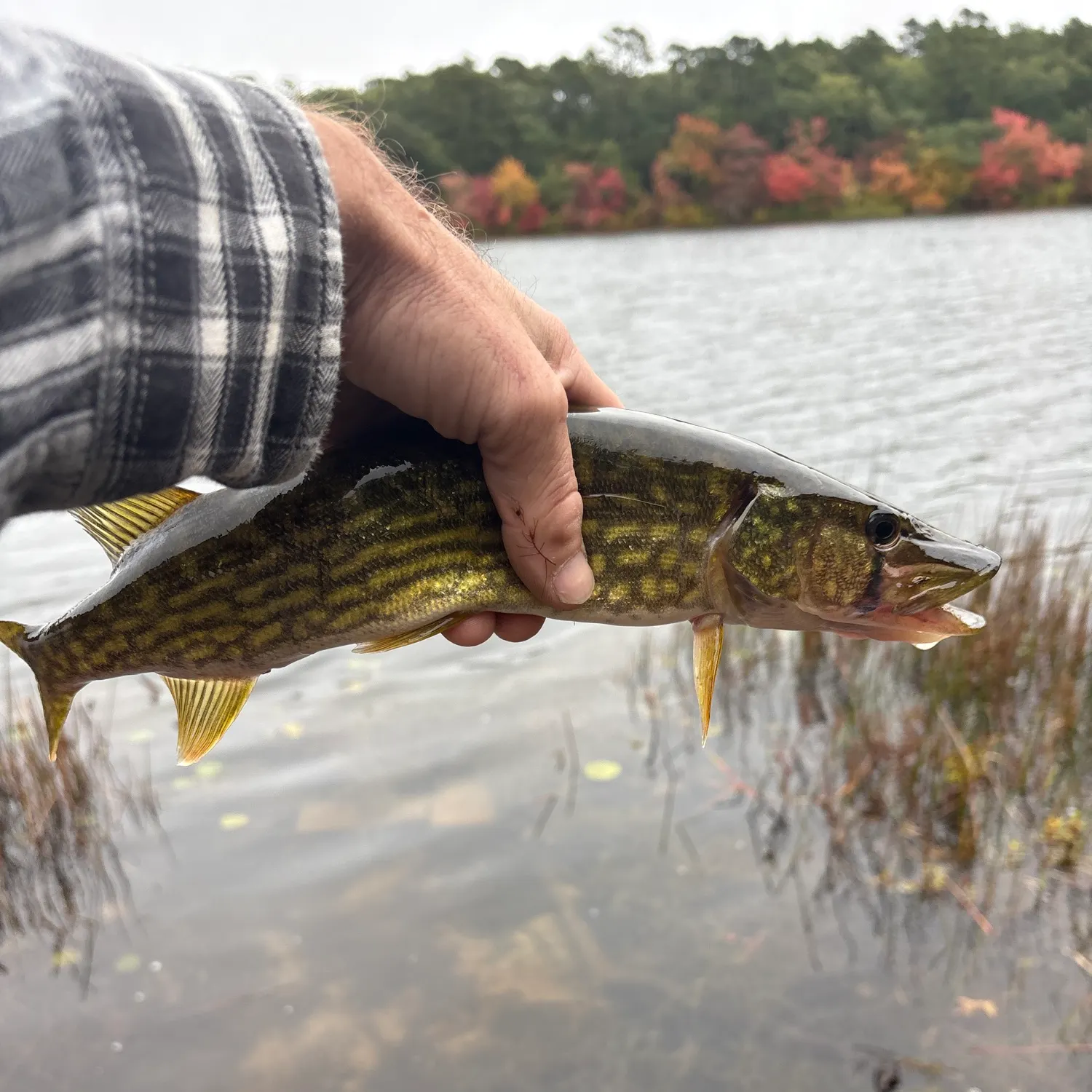 Chain pickerel caught on Fishbrain