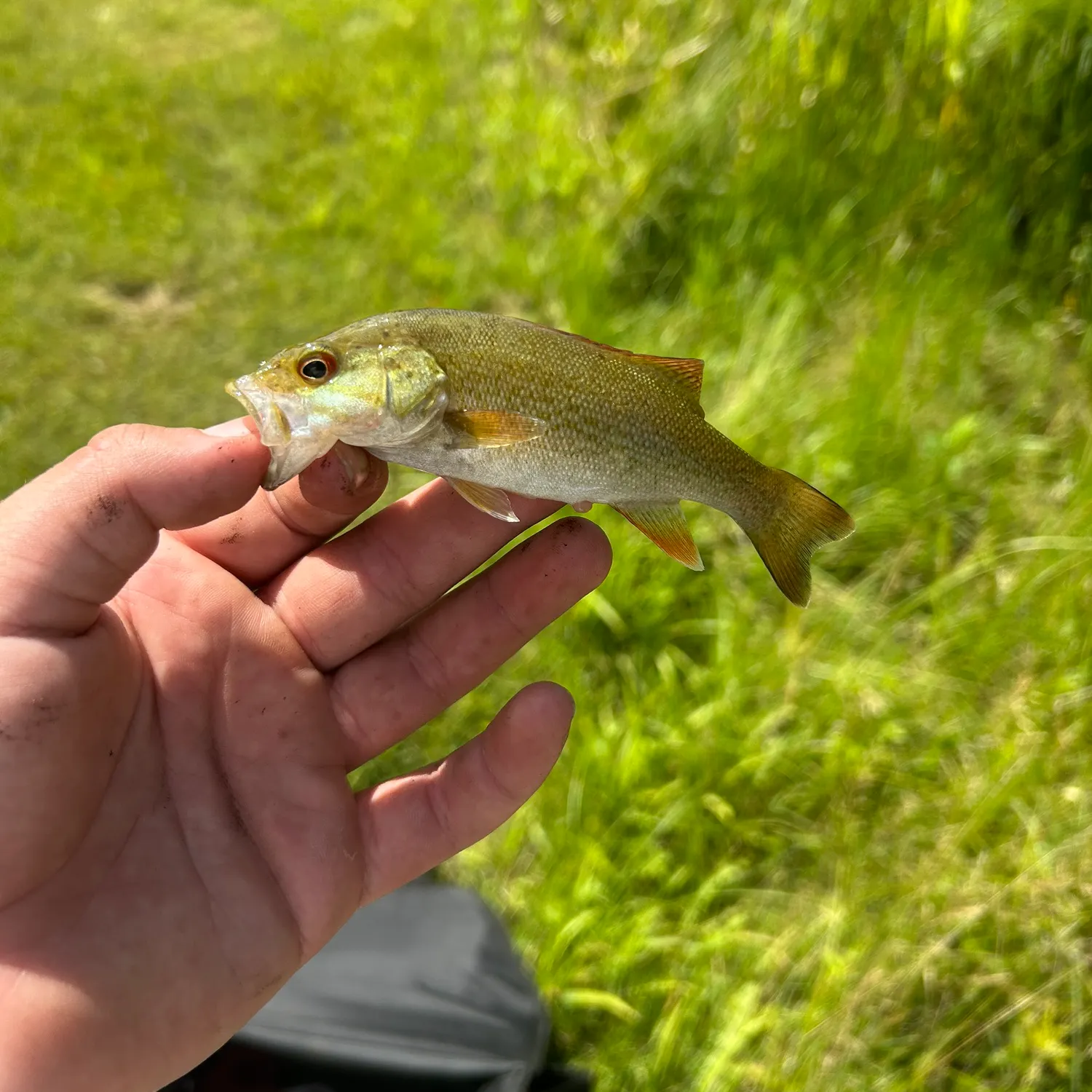 Smallmouth bass caught on Fishbrain