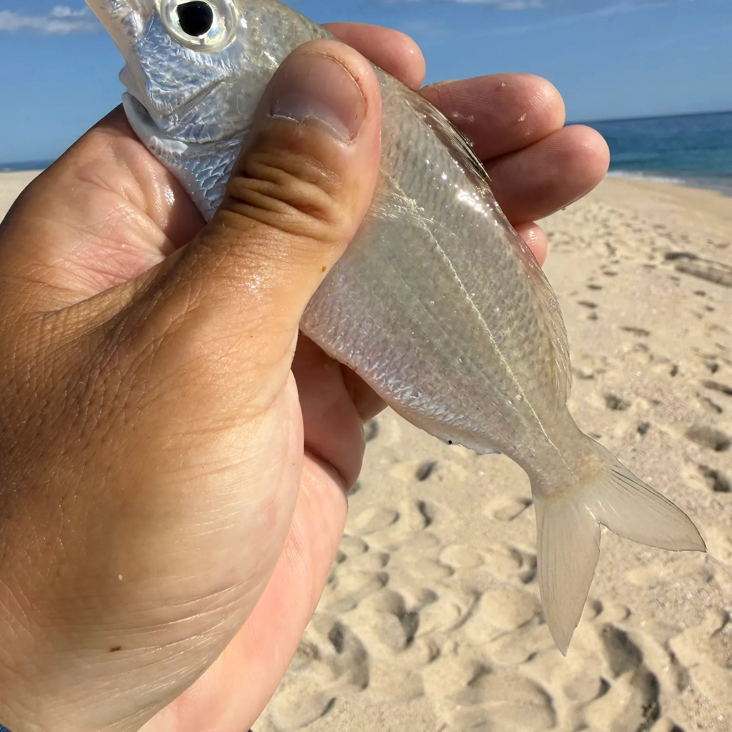 Slender mojarra caught on Fishbrain