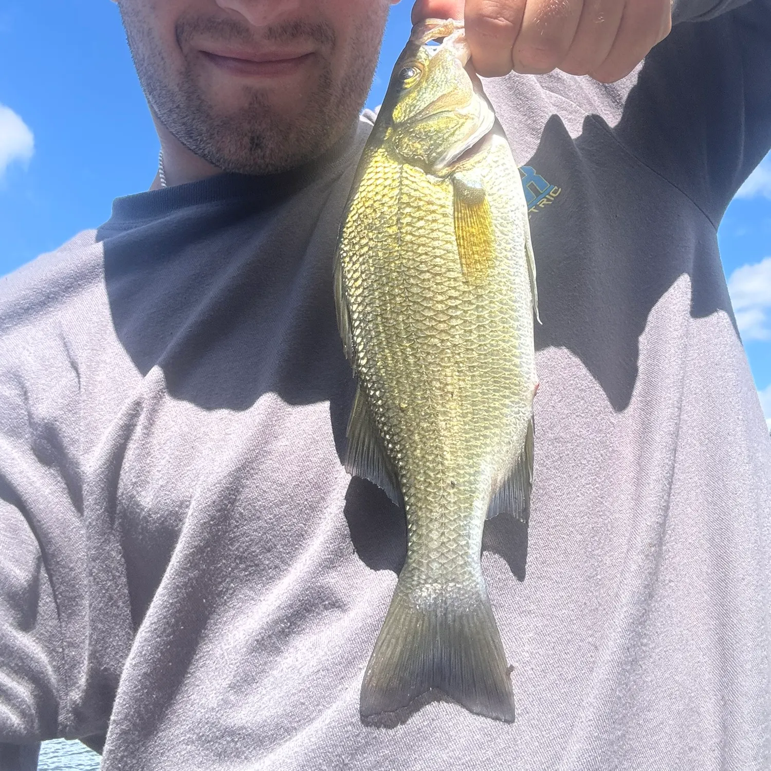 White perch caught on Fishbrain