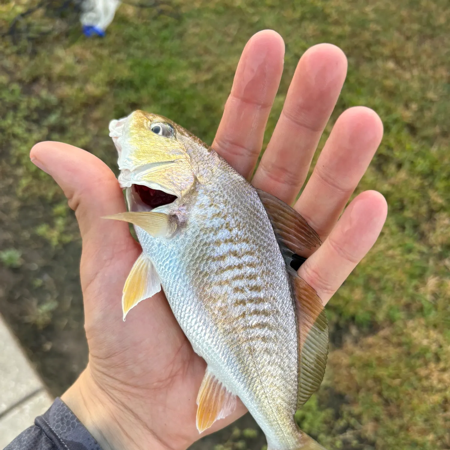 Atlantic croaker caught on Fishbrain