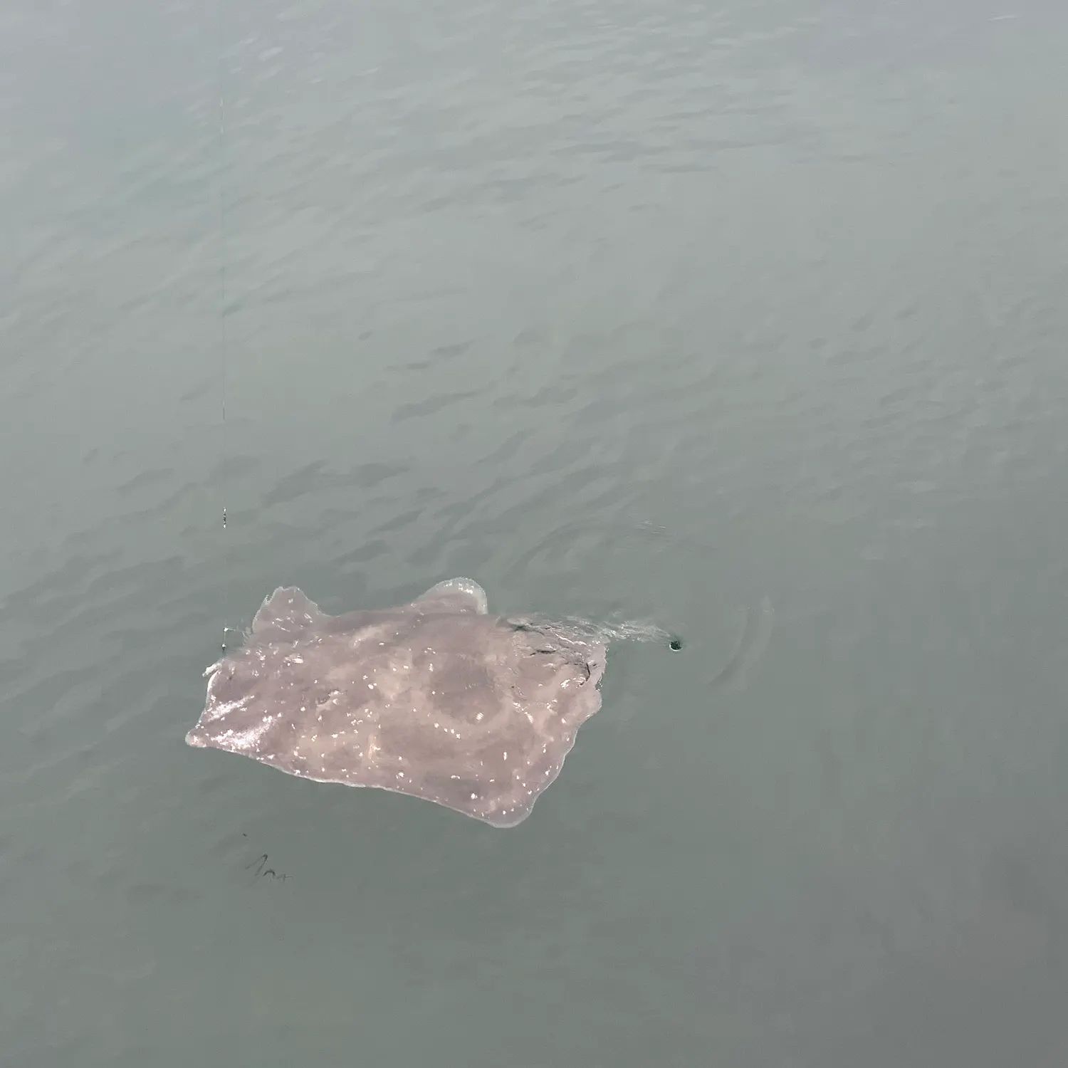 Short-tail stingray caught on Fishbrain