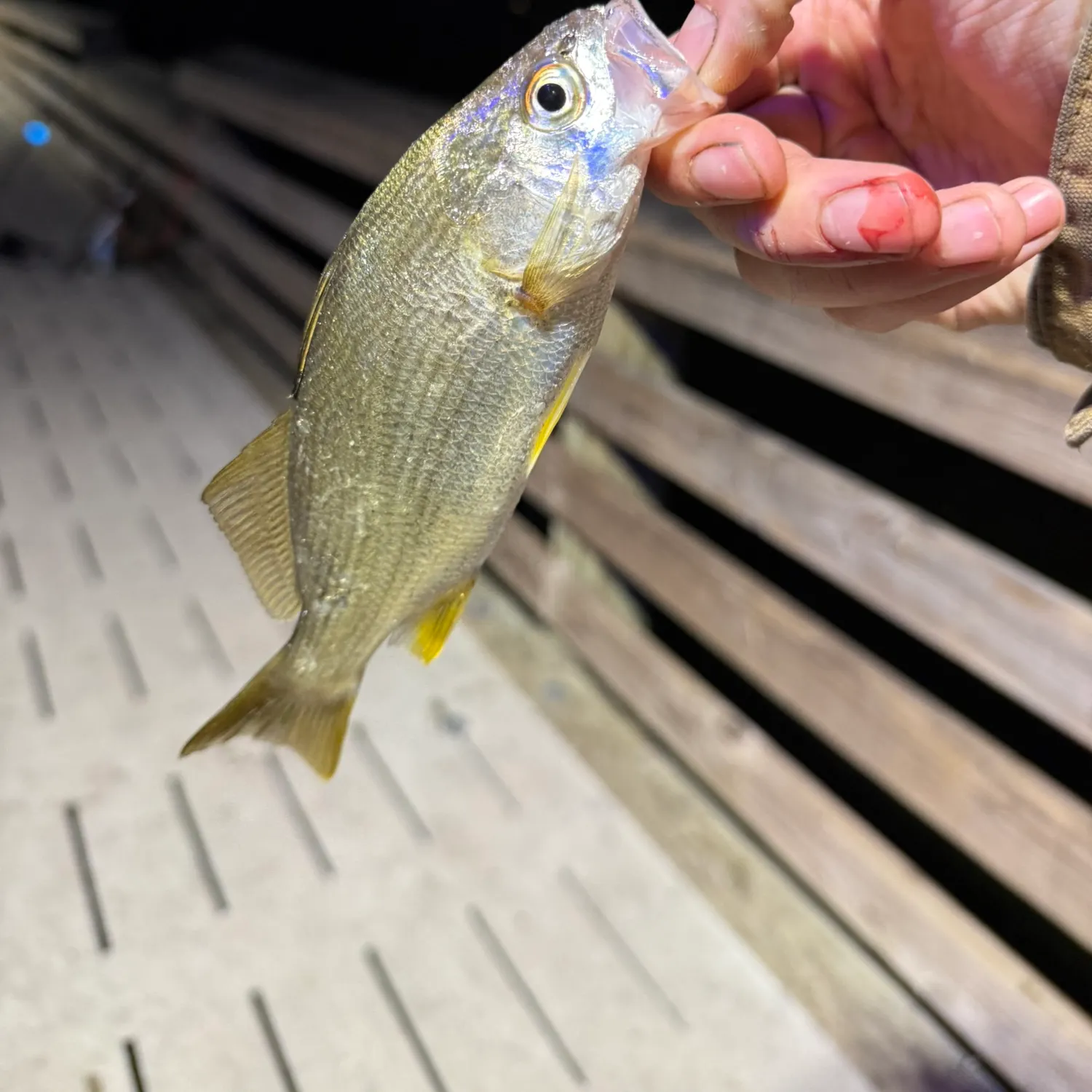 Silver perch caught on Fishbrain