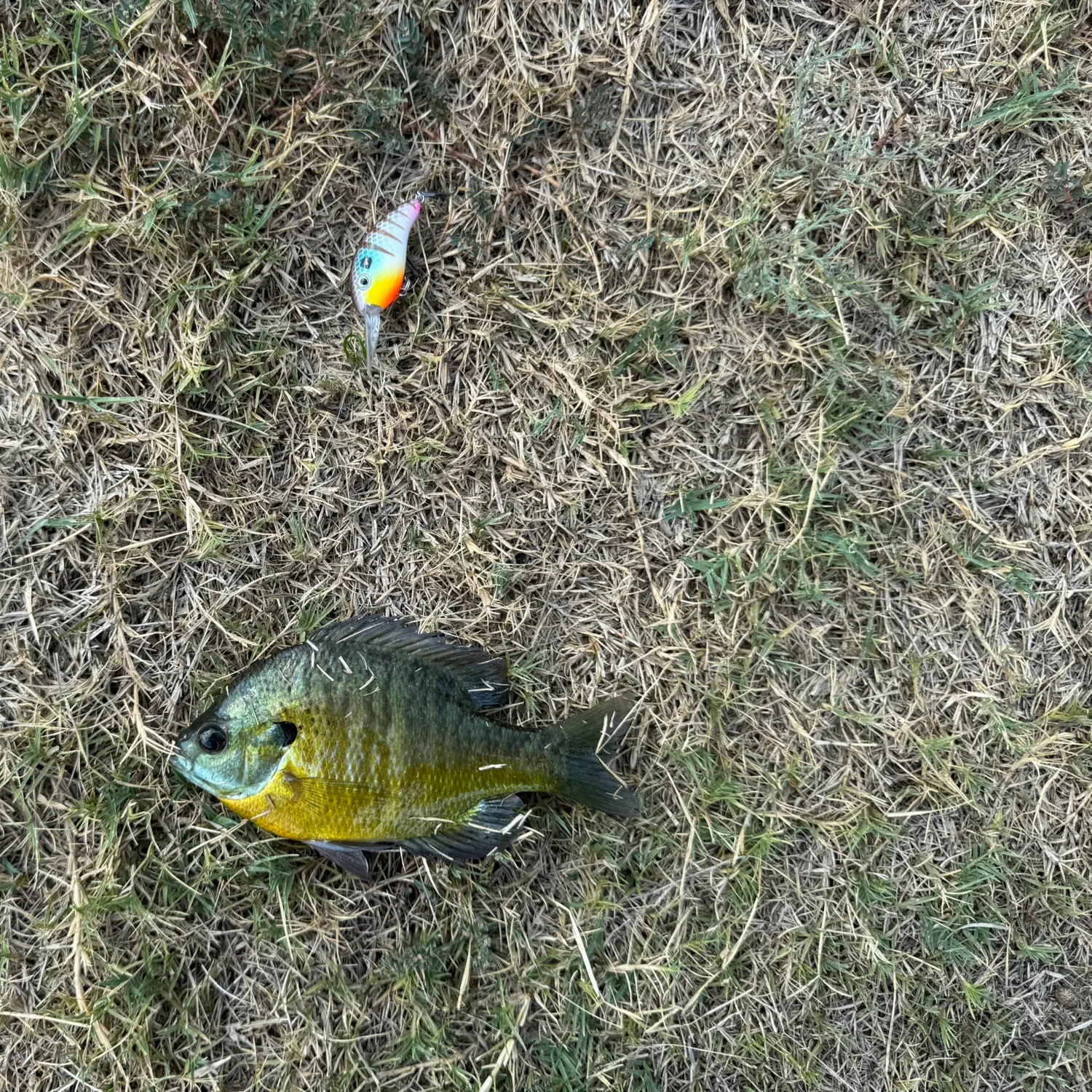Bluegill caught on Fishbrain