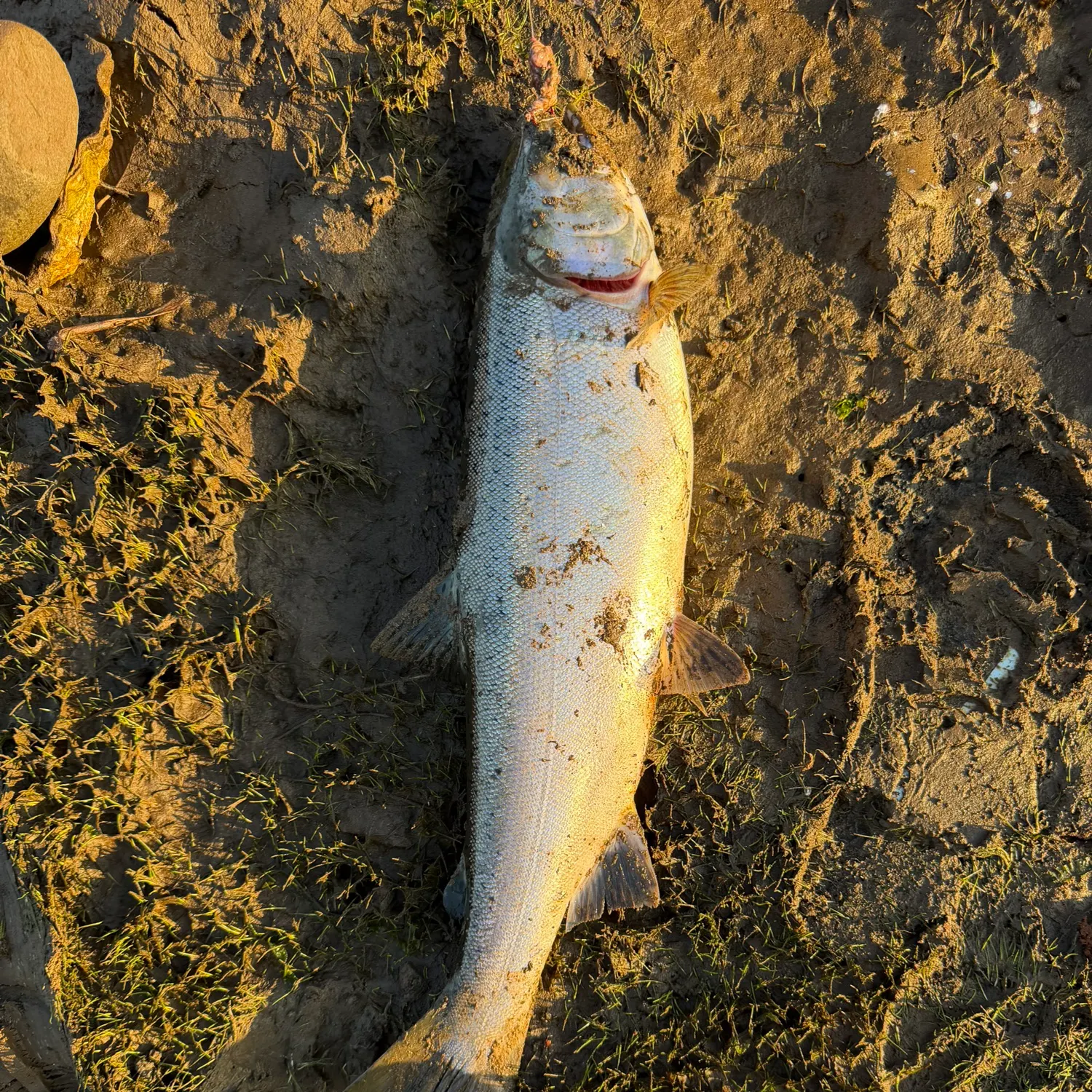 Coho salmon caught on Fishbrain