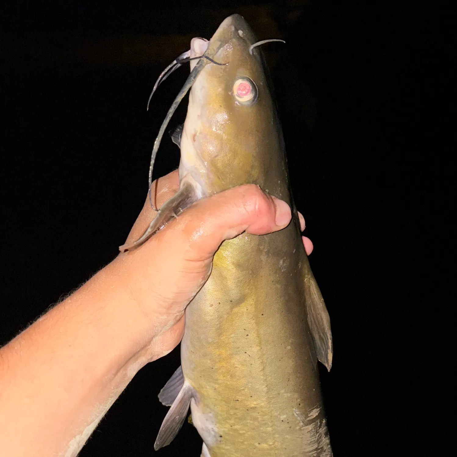 Channel catfish caught on Fishbrain