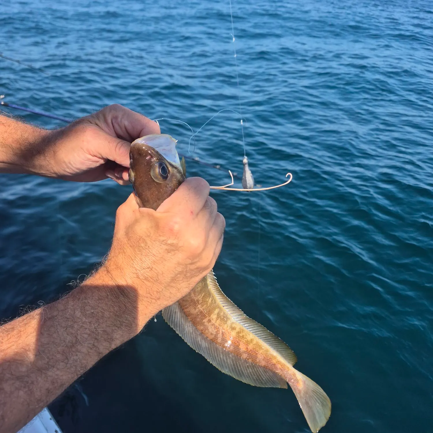 The most recent Red hake catches on Fishbrain