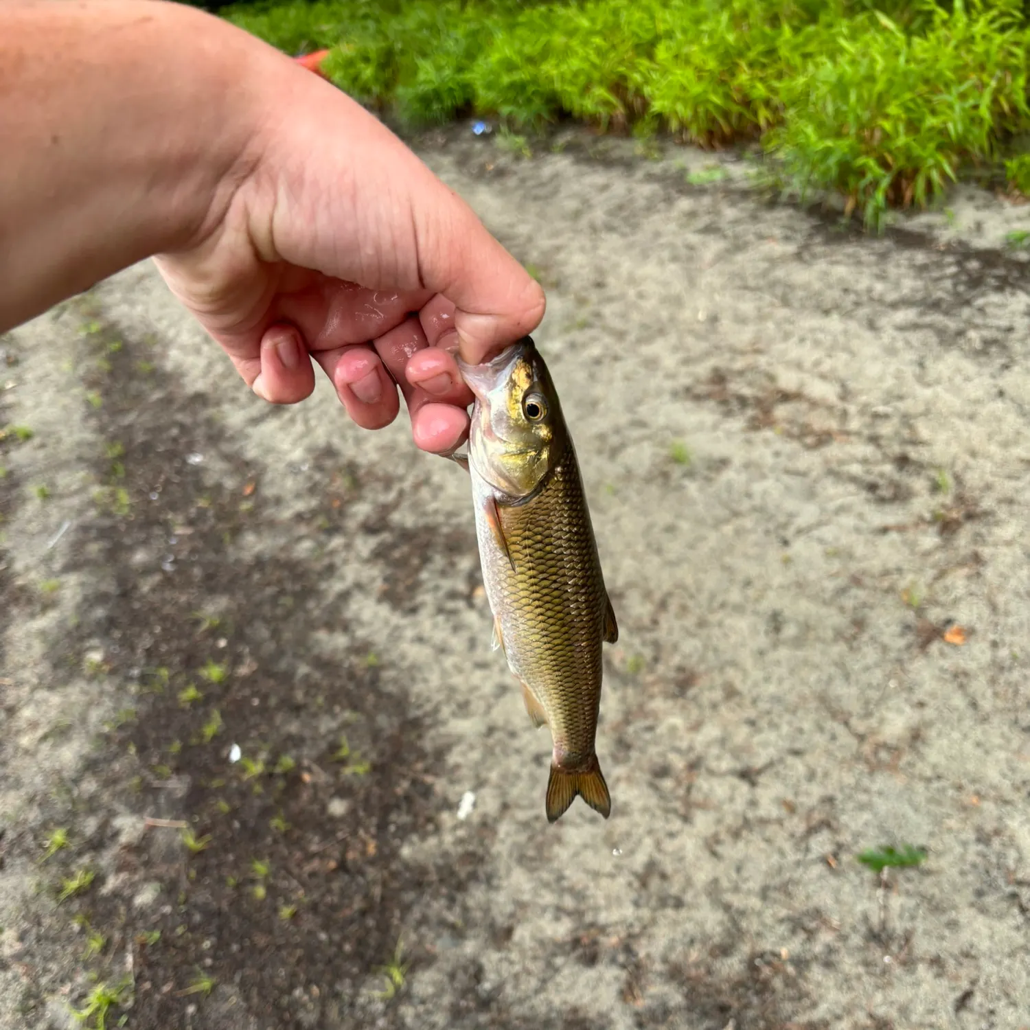 The most recent Fallfish catches on Fishbrain