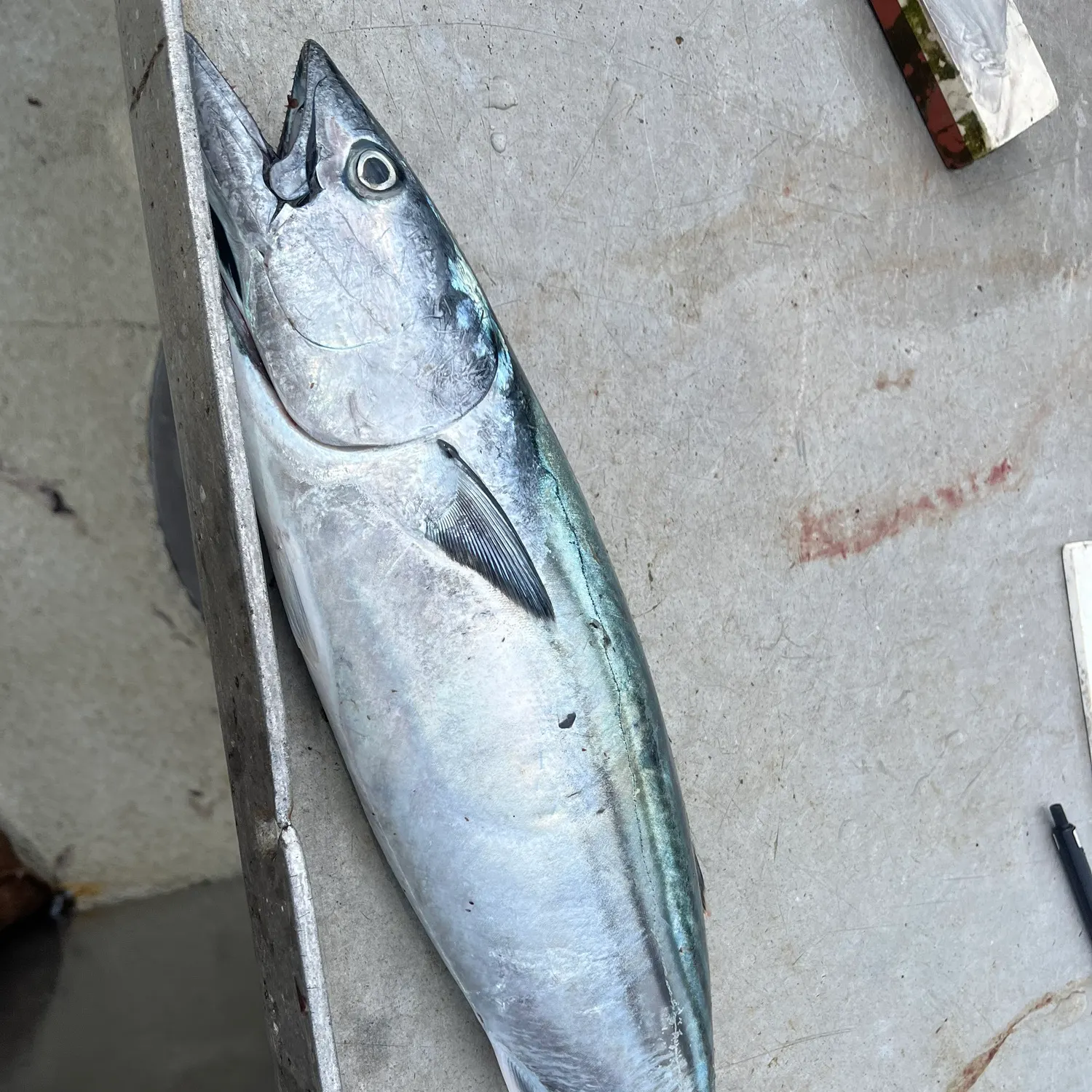 Pacific bonito caught on Fishbrain