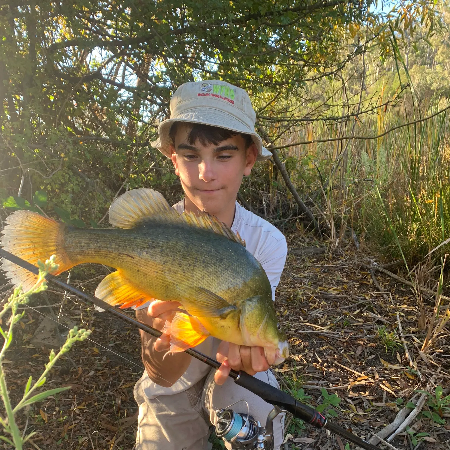 The most recent Golden perch catches on Fishbrain