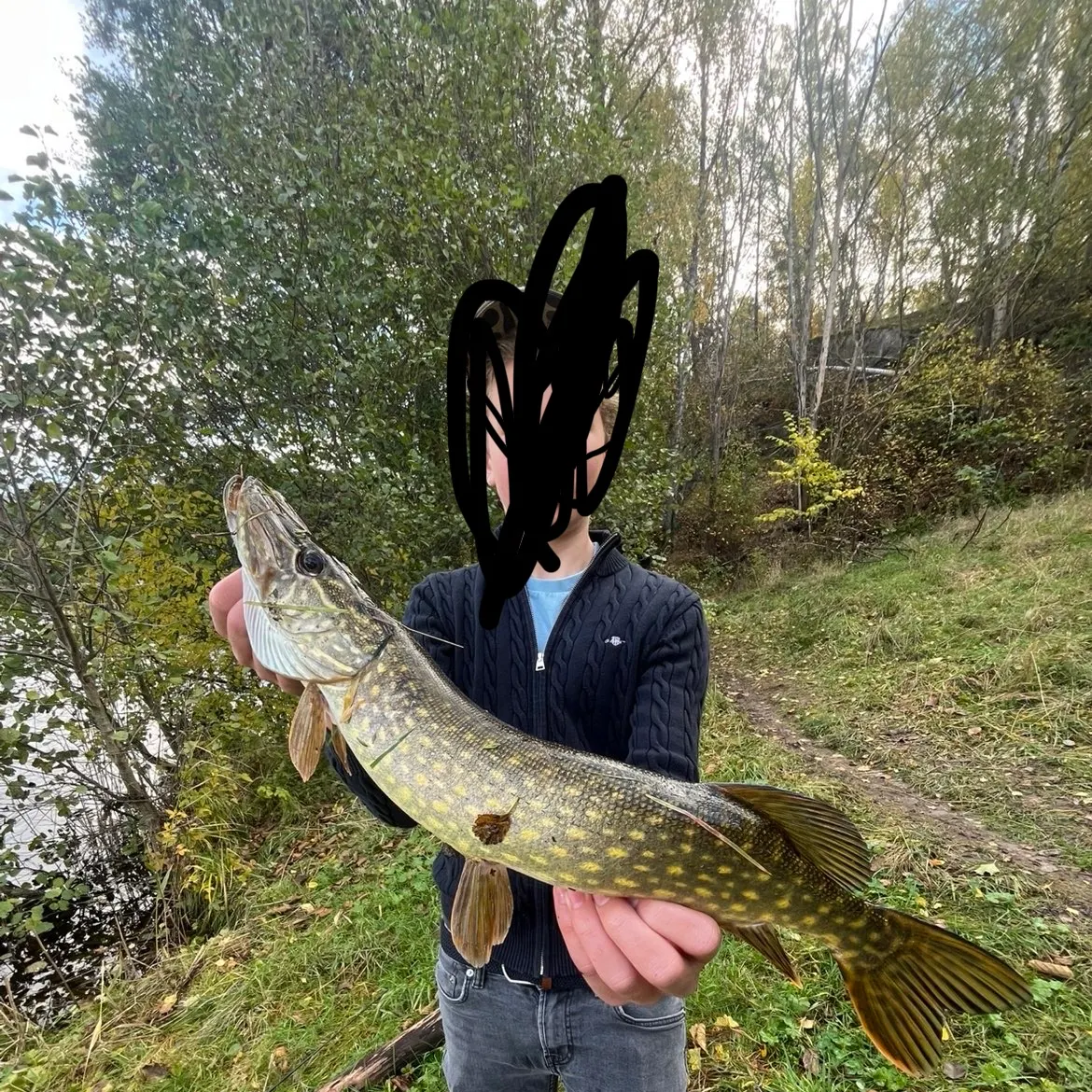 Northern pike caught on Fishbrain