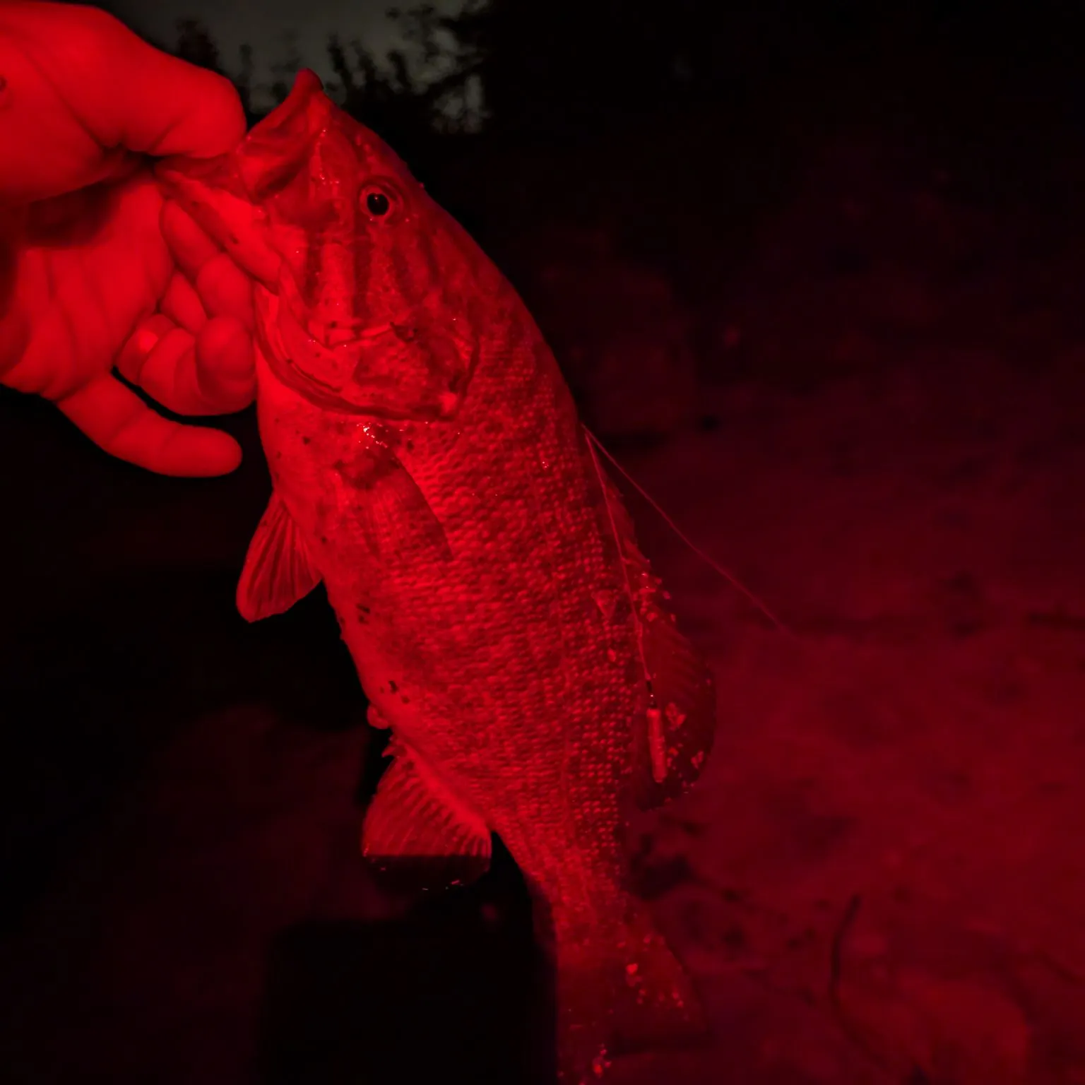 Smallmouth bass caught on Fishbrain