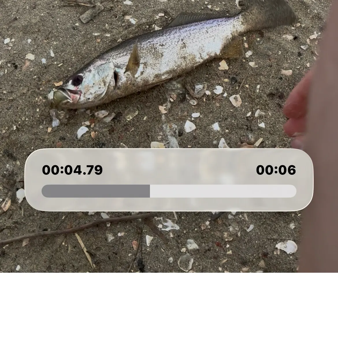 Spotted seatrout caught on Fishbrain