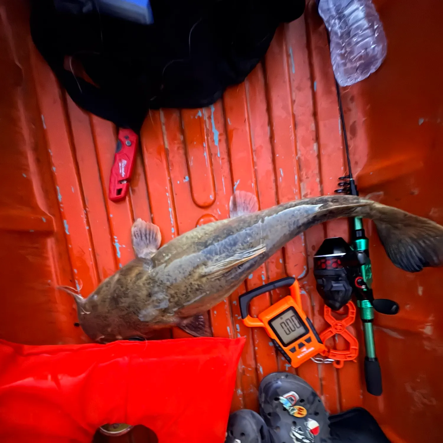 Flathead catfish caught on Fishbrain