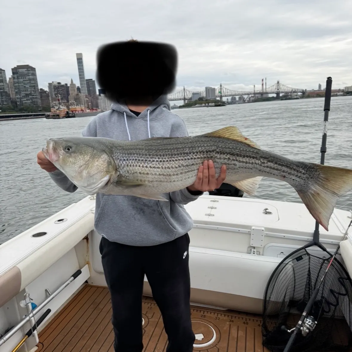Striped bass caught on Fishbrain
