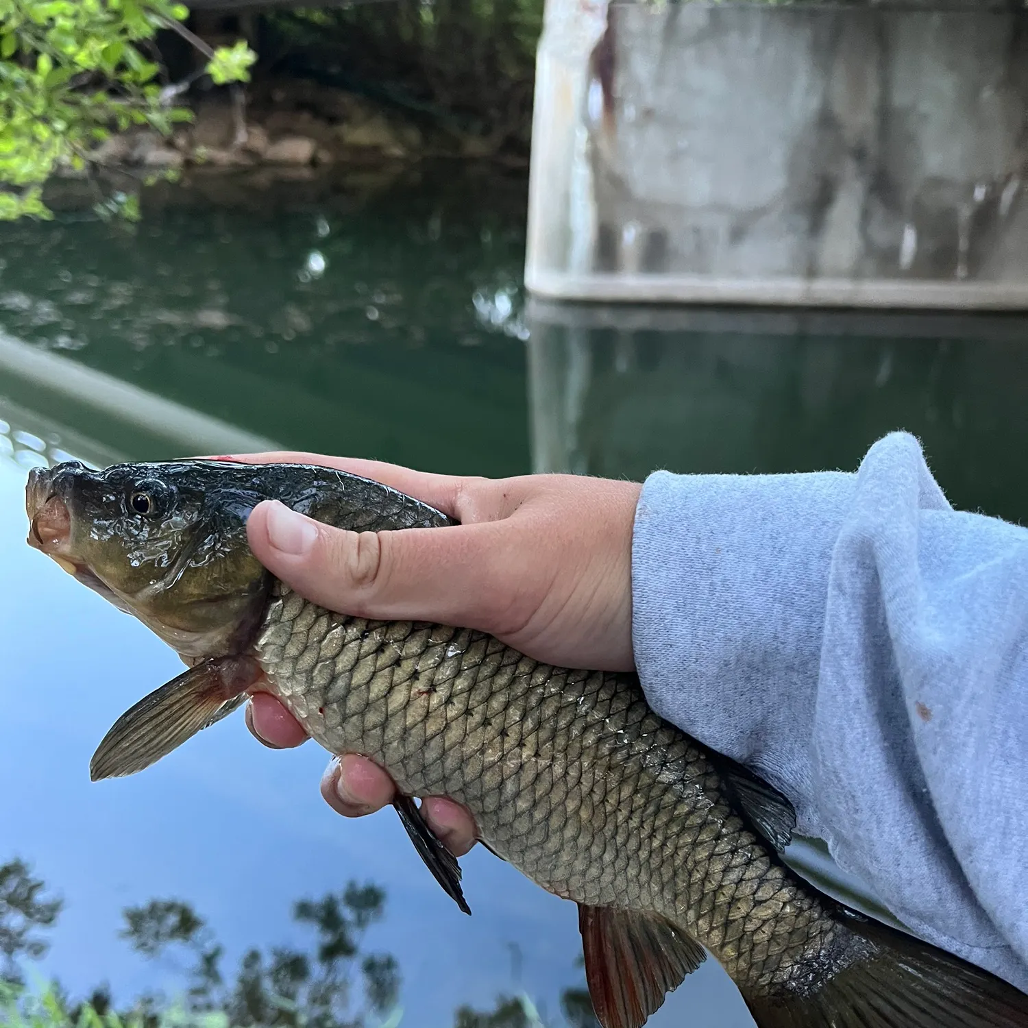 Common carp caught on Fishbrain