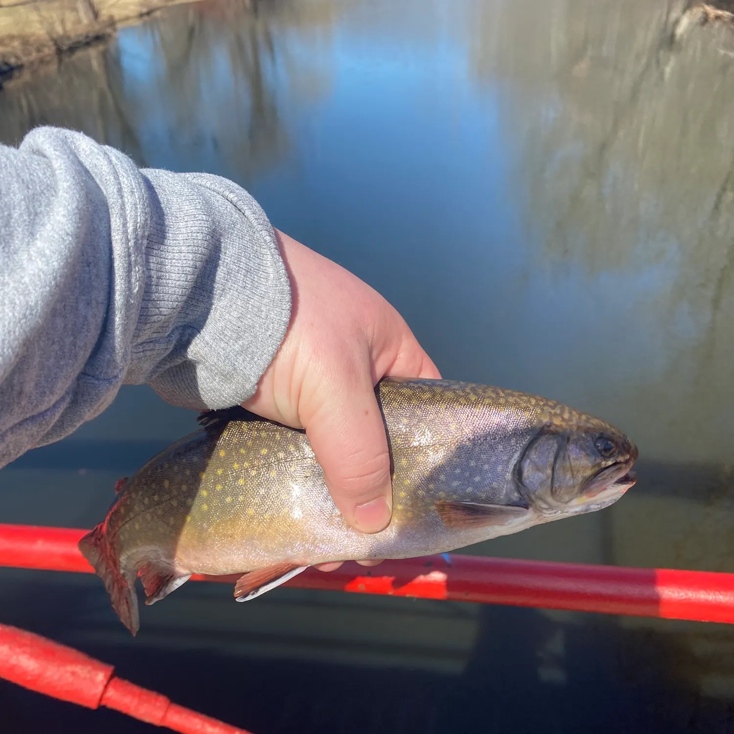 The most recent Brook trout catches on Fishbrain