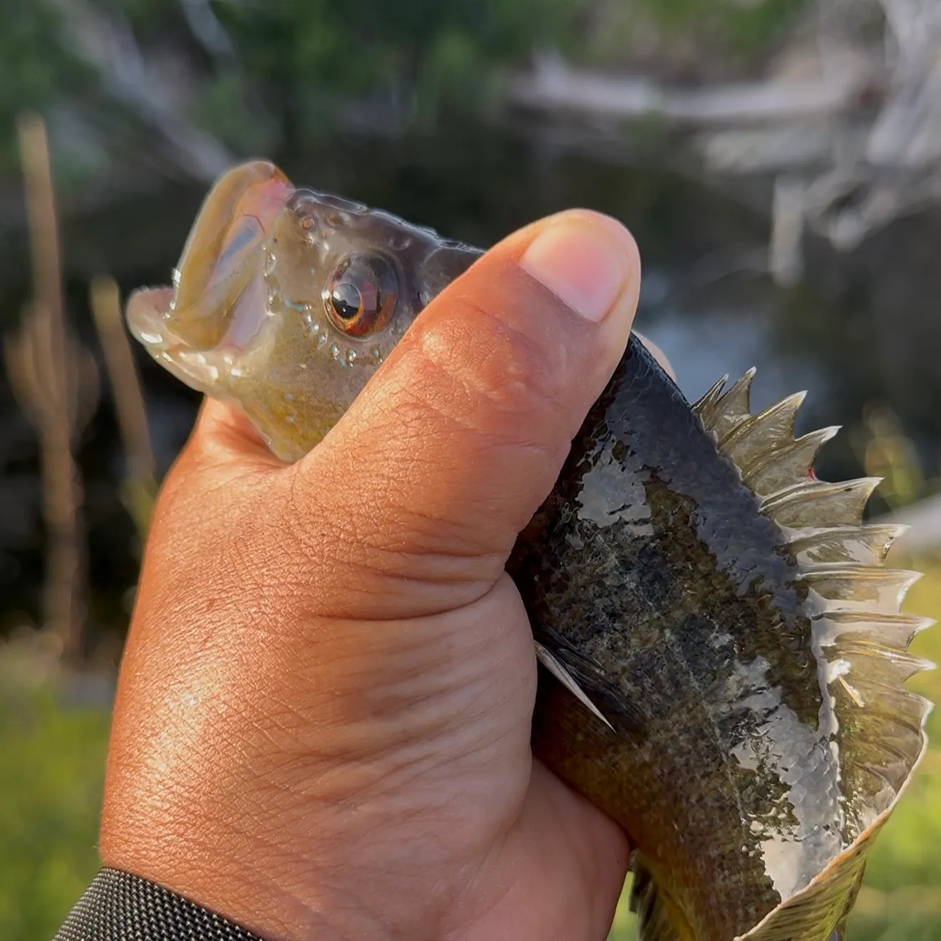 The most recent Warmouth x redear sunfish catches on Fishbrain